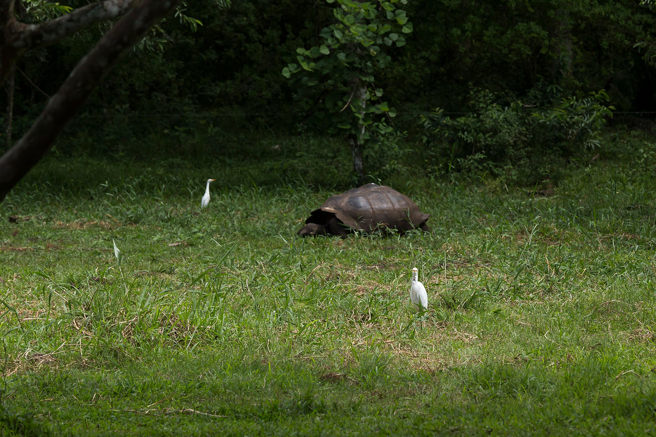 Aigrette et tortue géante des galapagos