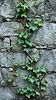 Ivy on stone.jpg