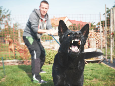 Dog Bites and Liability: Understanding Your Rights as a Victim