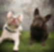 Penny and Titan2.jpeg