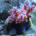 海洋生物