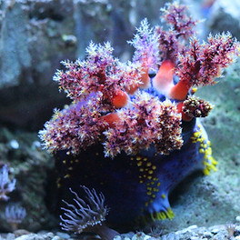 Sea creature