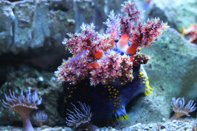 Endangered Species Act