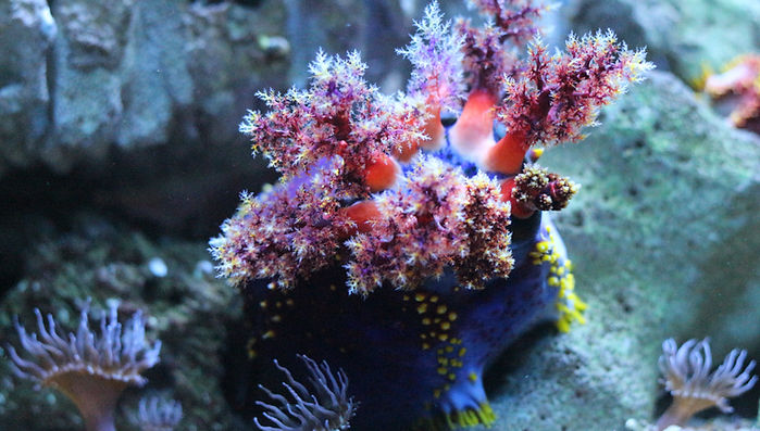 Sea creature