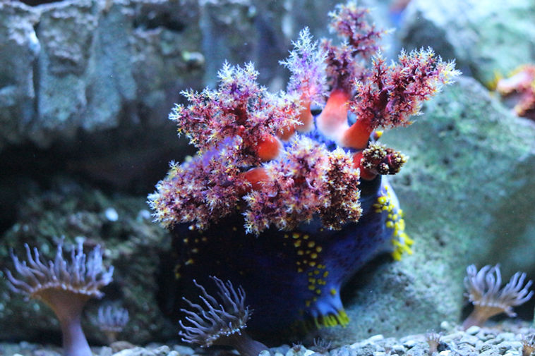 Sea creature