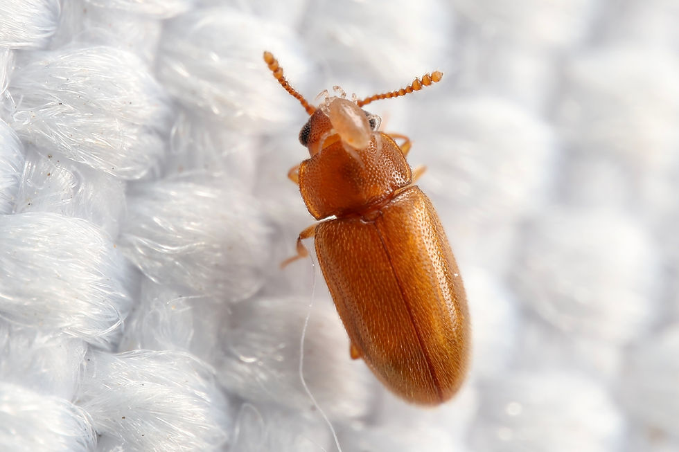 A brick-red cryptophagid beetle with a mite riding on its head