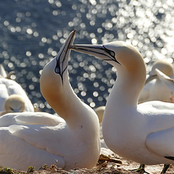 Australasian gannets nesting and displaying at Muriwai Gannet Colony on Auckland's West Coast