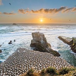 Dramatic sea cliffs overlooking the Australasian gannet colony at Muriwai Regional Park