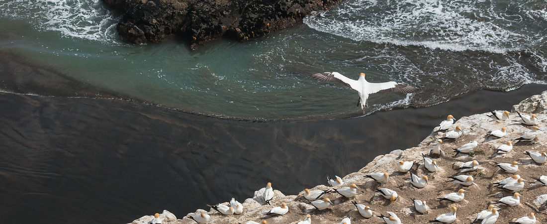 Australasian gannets nesting and flying at Muriwai Gannet Colony on Auckland's Gannet Colony Tour.