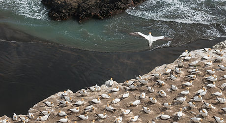 Australasian gannets nesting and flying at Muriwai Gannet Colony on Auckland's Gannet Colony Tour.