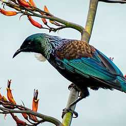 Native tūī bird perched in the Waitākere Ranges on Auckland's west coast.