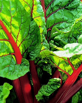acelga-rhubarb-.jpg