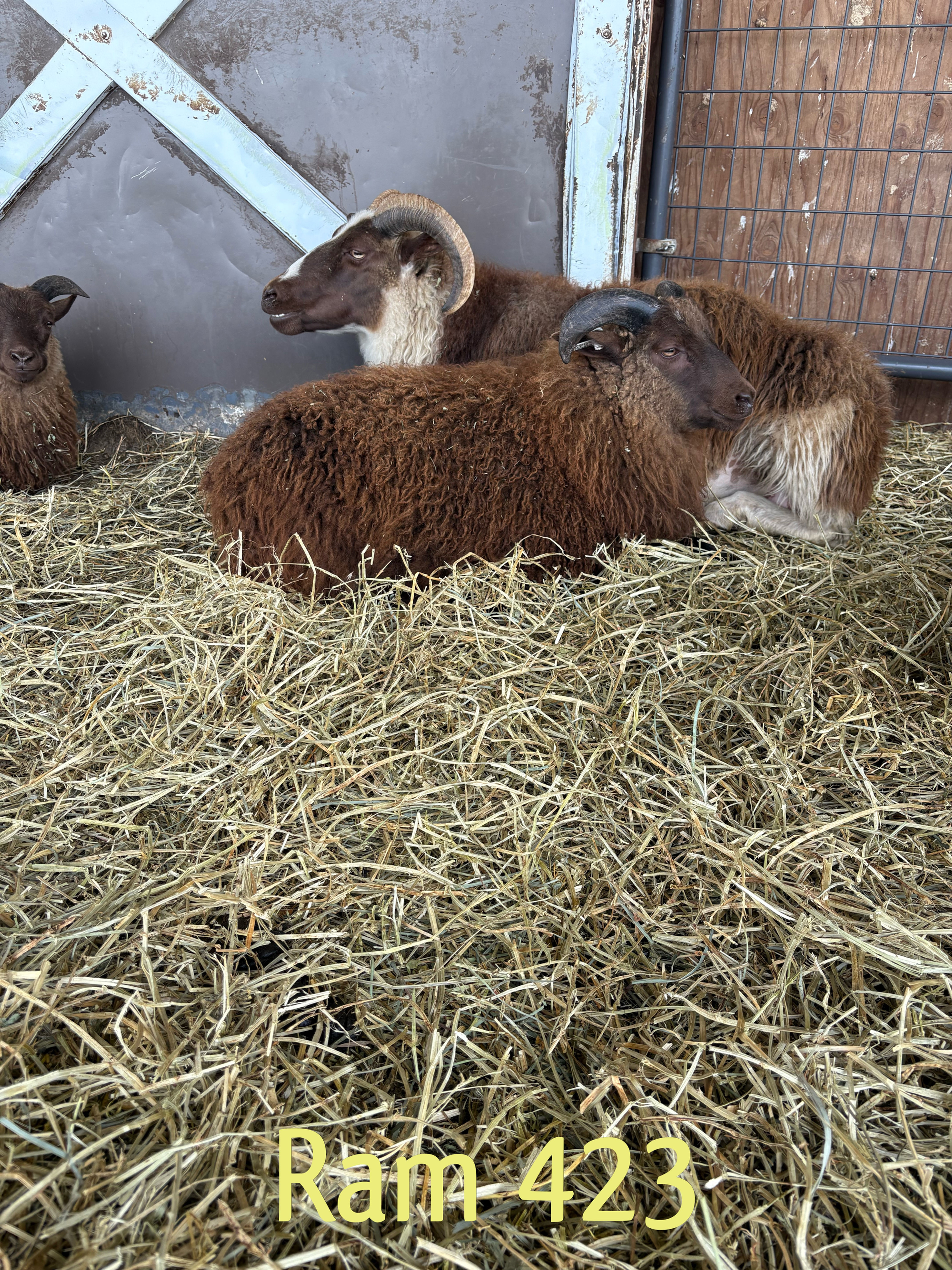 2025 Ram Lamb Magnus