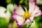 63 - 2N5A0172-2.jpg