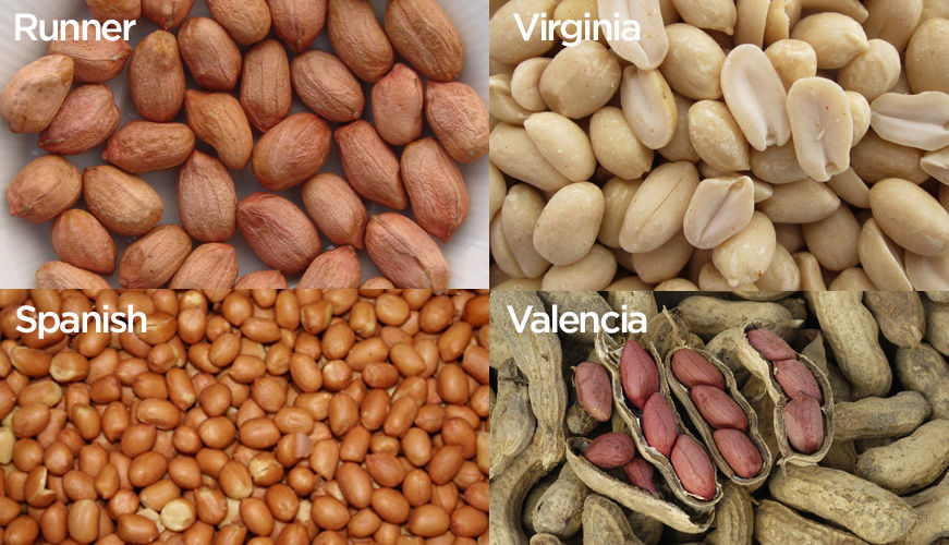 Did you know there are 4 different types of peanuts?