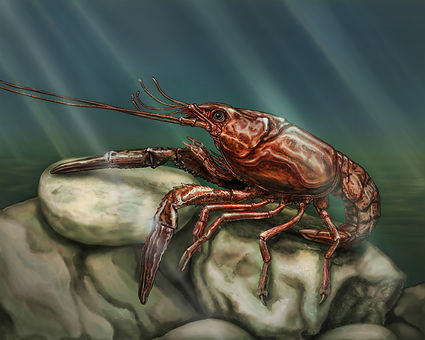 Crawfish_color_v2.jpg