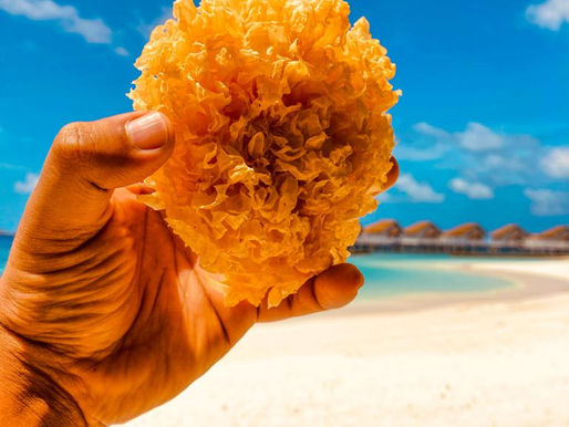 Benefits & Uses of White Fungus Mushroom