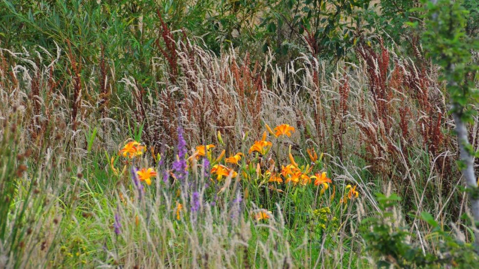 « Laissez pousser l'herbe, bordel ! » Quand l'appel d'un paysagiste devient viral