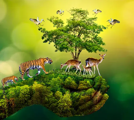 "Into the Wild: Must-Visit Wildlife Destinations in Western India"