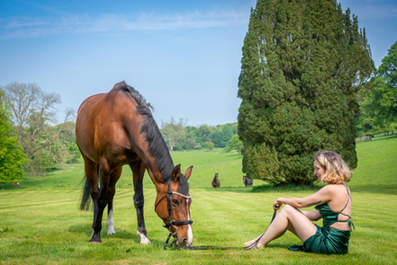 Horse photography greyabbey