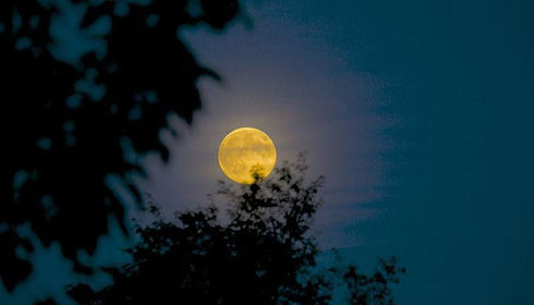 Moon in trees.jpeg