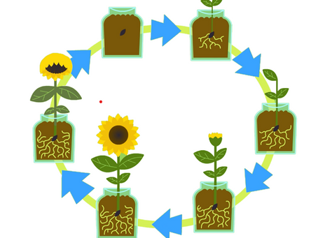 Reception Class Parent Topic Sheet - Summer Term I