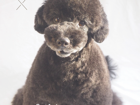 グランドオープン