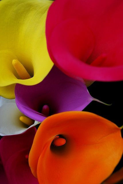 calla asst colors