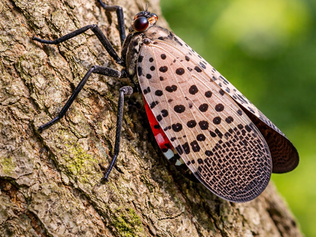 What We’re Watching Right Now: Spotted Lanternfly & White Pine Weevil in Ohio