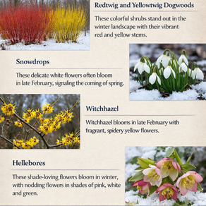 February Plant Interest in Ohio: Finding Beauty in the Quiet Season