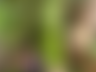 Spring Pots: How to Build Your Own (and How We Build Ours)