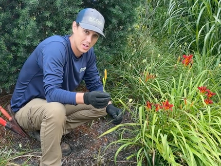 Deadheading Daylilies with Jack