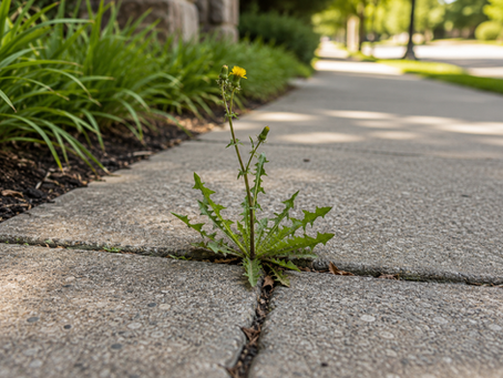 What Even Is a Weed?