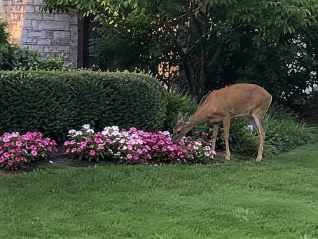 Dublin Takes a New Approach to Deer Management
