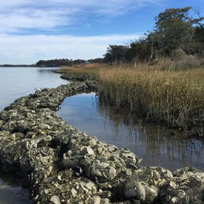 Can Plants Hold Back the Tide?