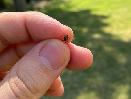 A New Tick in Ohio