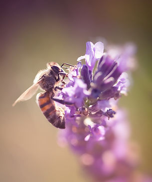 macro (22).jpg