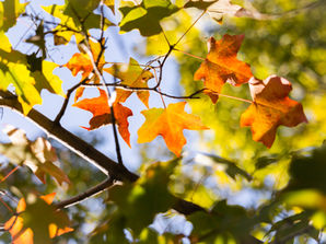 Hw Homeroom: Selling in Fall? This'll Help.