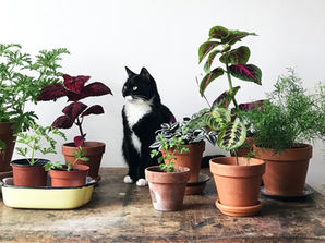 Design Picks for Pet Owners