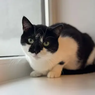 Pille - ~3-aastane kassineiu (Kassituba, Nõmme)