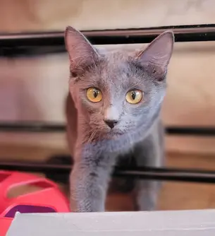 PÄEVAKÄPP ⟩ Tänavalt päästetud kaunis tõukass otsib kodu