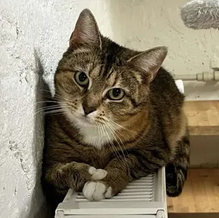 Muska ~3-aastane kassineiu (Tallinn)