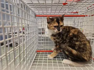 2 kassi  - (Aegviidu)