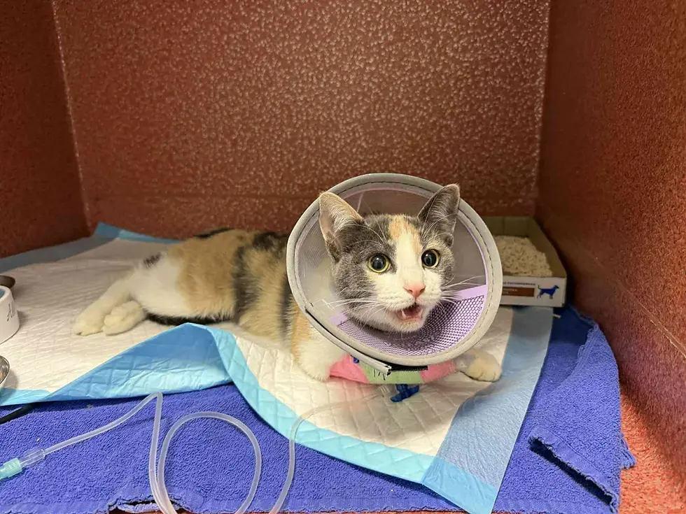 Kassipoeg -~6-kuune (Vääna)