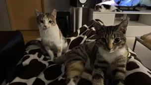 Kismet & Kiku - ~8- kuused kassineiud (Tartu)