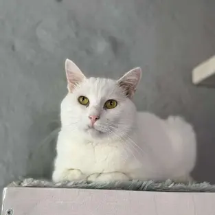 Frosty - ~3-aastane kassipoiss (Kassituba, Nõmme)