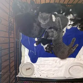 Emane kass & 6 poega - (Rae vald)