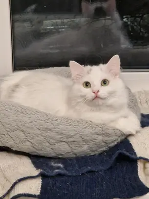 EHMATAV AVASTUS ⟩ 30 haruldast tõukassi elasid omapäi Lasnamäe korteris