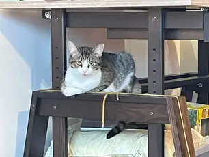 Pixel - ~4-kuune kassitüdruk (Tartu)