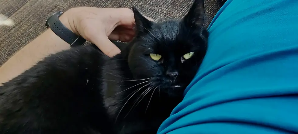 Pätriis- ~7-aastane kassineiu (Tallinn)